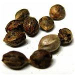 Семена марихуаны АК-47  (Seeds AK-47) в Мценске